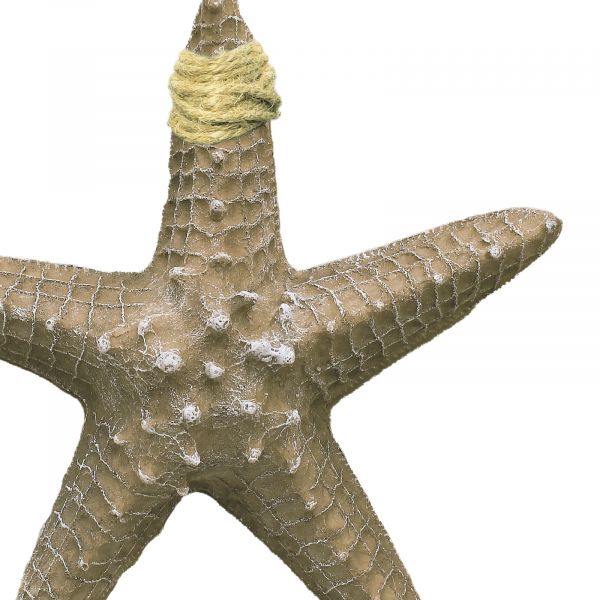 Seestern