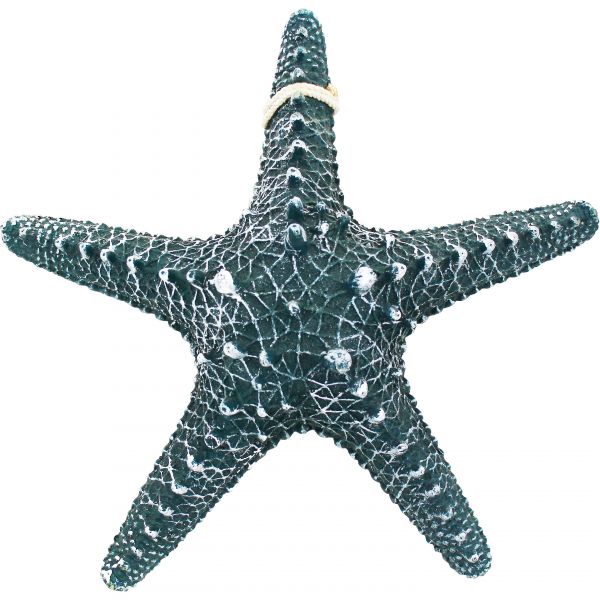 Seestern 5528