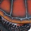 4. Bild Schildkröte 3830