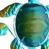 4. Bild Schildkröte 5657