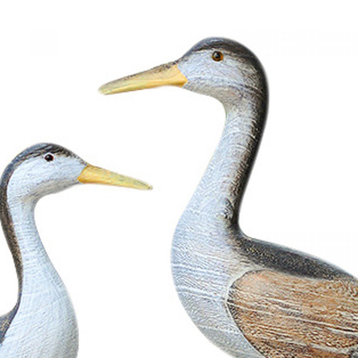 5. Bild Vögel 5526