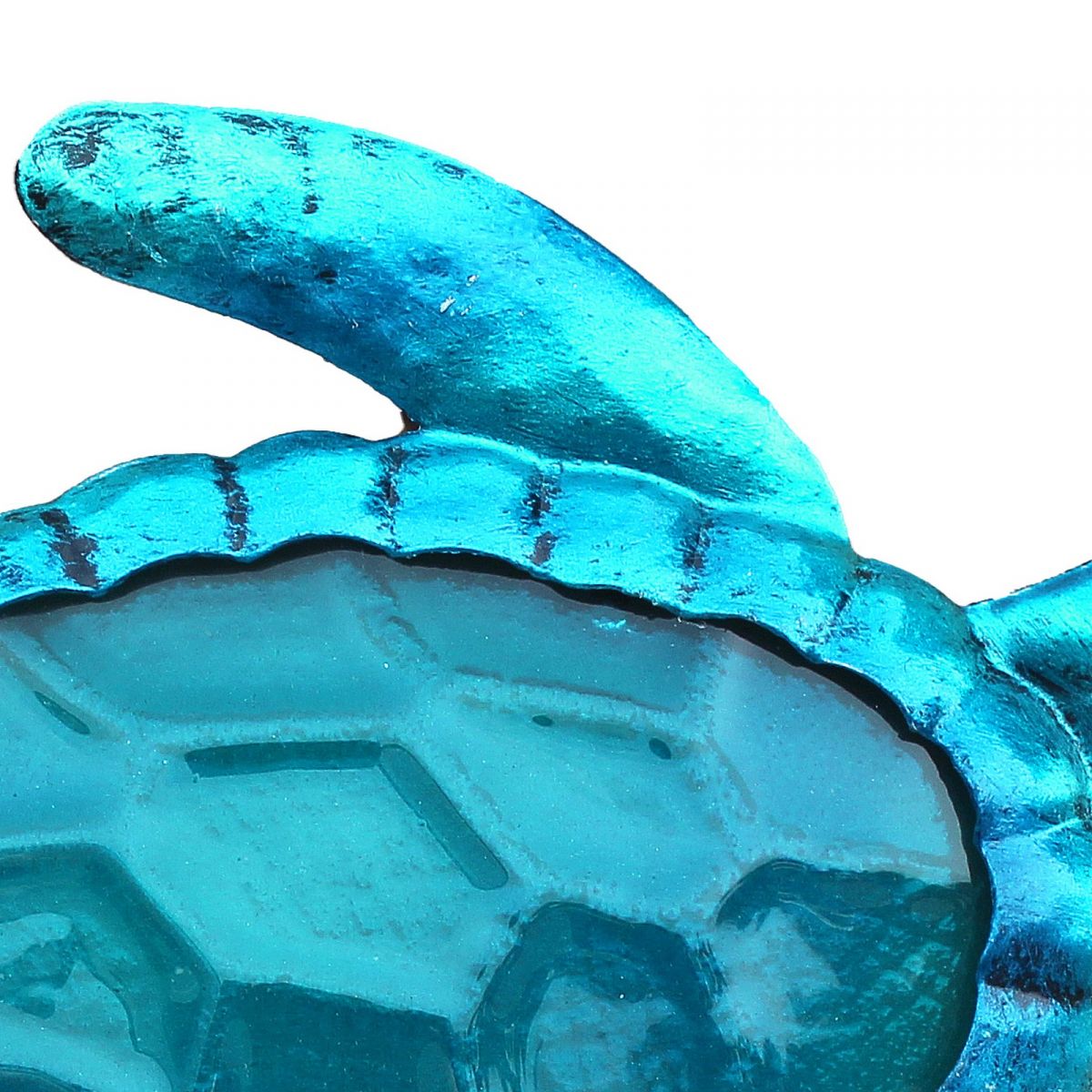 5. Bild Schildkröte 5659