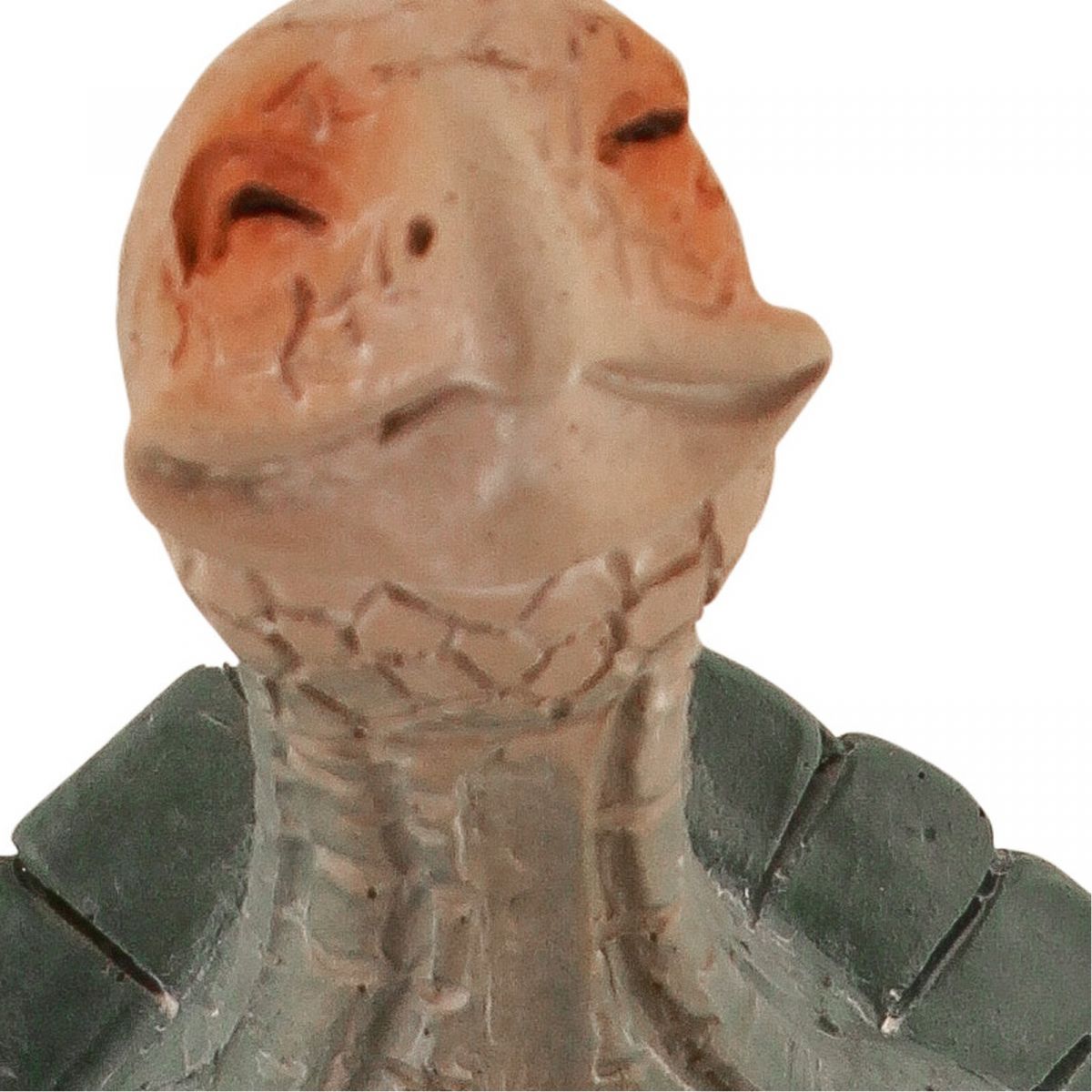 5. Bild Betende Schildkröte 5705