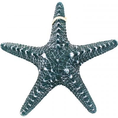 Seestern 5528